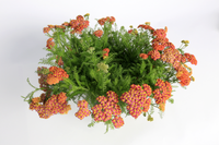 Woolley Moor Nurseries Achillea 'Desert Eve Red' - 9cm Pot x 3 Plants - Woolley Moor Nurseries