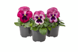 Bedding Pansy "Pink Blotch" - 6 Pack