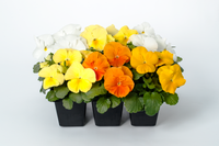 Woolley Moor Nurseries Bedding Pansy "Citrus Mix" - 6 Pack - Woolley Moor Nurseries