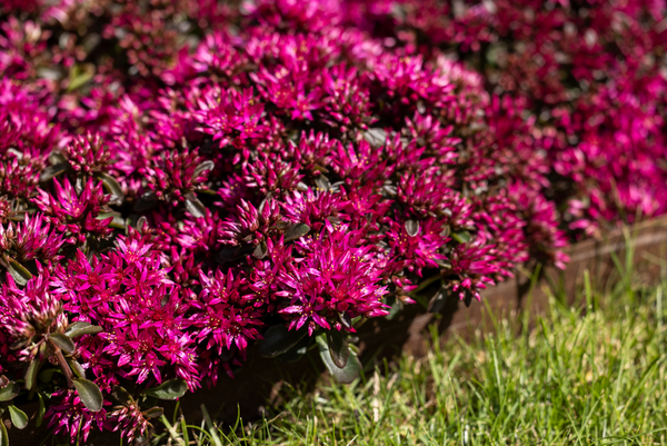 Sedum Spurium "Spot on Deep Rose - 9cm Pot  x 3 Plants