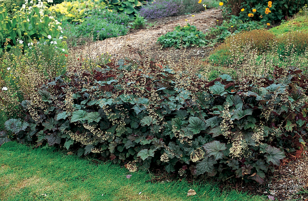 Woolley Moor Nurseries Heuchera 'Palace Purple' - 9cm Pot x 3 Plants - Woolley Moor Nurseries