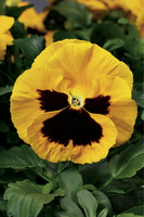 Woolley Moor Nurseries Bedding Pansy "Yellow Blotch" - 6 Pack - Woolley Moor Nurseries