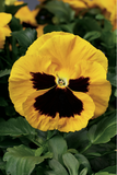 Woolley Moor Nurseries Bedding Pansy "Yellow Blotch" - 6 Pack - Woolley Moor Nurseries