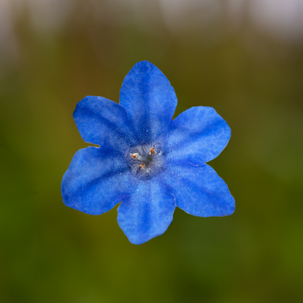 Lithodora diffusa 'Sky Blue' - 9cm Pot  x 3 Plants