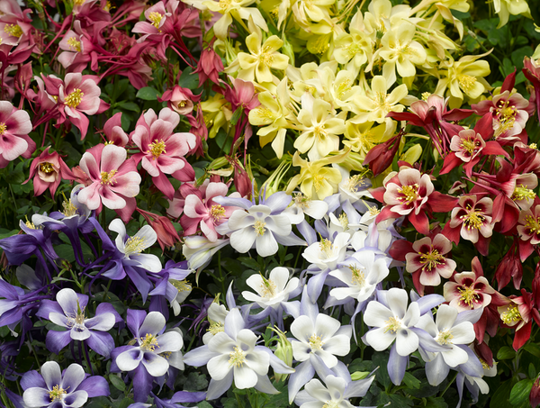 Woolley Moor Nurseries Aquilegia "Kirigami" Mix - 9cm Pot x 3 Plants - Woolley Moor Nurseries