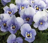 Bedding Viola "Rocky Light Marina" - 6 Pack