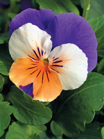 Bedding Viola "Peach Jump Up" - 6 Pack