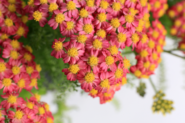 Woolley Moor Nurseries Achillea 'Desert Eve Red' - 9cm Pot x 3 Plants - Woolley Moor Nurseries