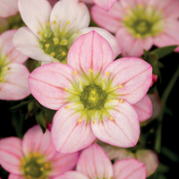 Woolley Moor Nurseries Saxifraga "Magic Salmon" - 9cm Pot x 3 Plants - Woolley Moor Nurseries