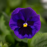 Woolley Moor Nurseries Bedding Pansy "Blue Blotch" - 6 Pack - Woolley Moor Nurseries