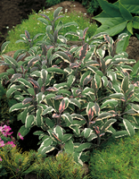 Salvia officinalis 'Tricolor' (Sage) - 9cm Pot  x 3 Plants