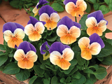 Woolley Moor Nurseries Bedding Viola "Peach Jump Up" - 6 Pack - Woolley Moor Nurseries