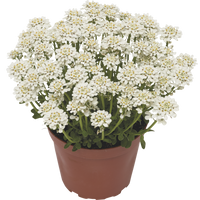 Woolley Moor Nurseries Iberis 'Snowdrift' White - 9cm Pot x 3 Plants - Woolley Moor Nurseries