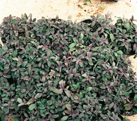 Salvia officinalis 'Purpurascens' (Sage) - 9cm Pot  x 3 Plants (Copy)