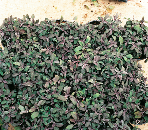 Woolley Moor Nurseries Salvia officinalis 'Purpurascens' (Sage) - 9cm Pot x 3 Plants (Copy) - Woolley Moor Nurseries