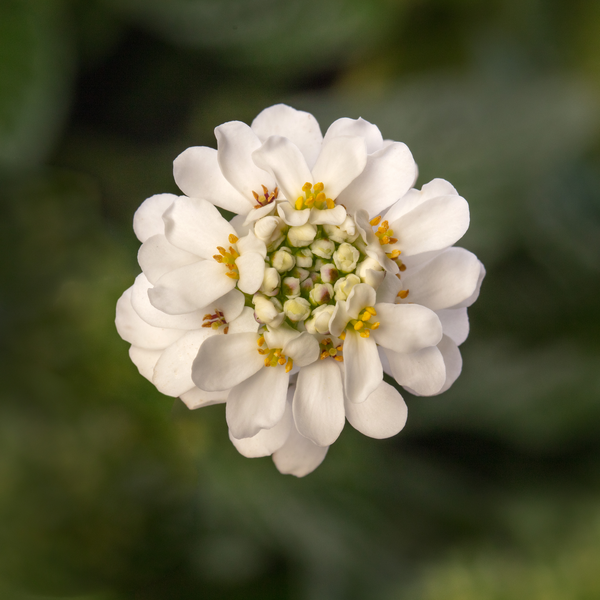 Woolley Moor Nurseries Iberis 'Snowdrift' White - 9cm Pot x 3 Plants - Woolley Moor Nurseries