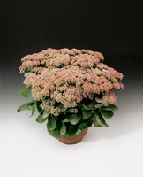 Woolley Moor Nurseries Sedum Herbstfreude "Red" - 9cm Pot x 3 Plants - Woolley Moor Nurseries