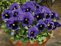 Woolley Moor Nurseries Bedding Pansy "Blue Blotch" - 6 Pack - Woolley Moor Nurseries