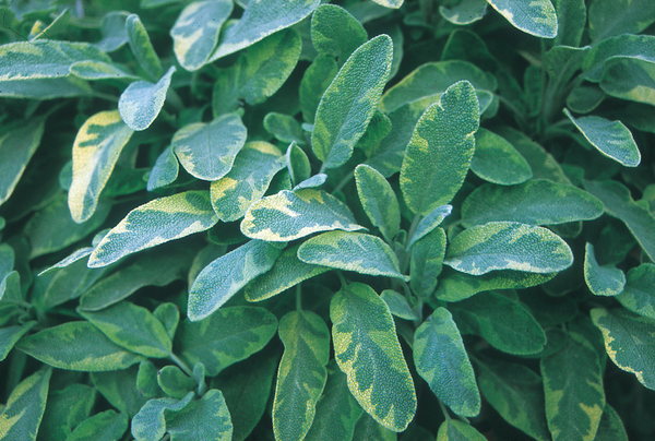 Salvia officinalis 'Aurea' (Sage) - 9cm Pot  x 3 Plants