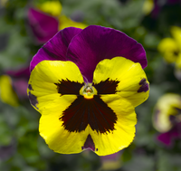 Bedding Pansy "Yellow with Purple Wing" - 6 Pack