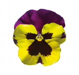 Bedding Pansy "Yellow with Purple Wing" - 6 Pack