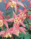 Woolley Moor Nurseries Aquilegia "Rose Ivory" - 9cm Pot x 3 Plants - Woolley Moor Nurseries