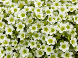 Woolley Moor Nurseries Saxifraga "Touran Lime Green" - 9cm Pot x 3 Plants - Woolley Moor Nurseries