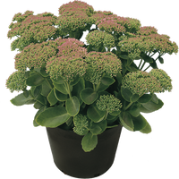 Sedum Herbstfreude "Red" - 9cm Pot  x 3 Plants