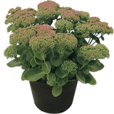 Woolley Moor Nurseries Sedum Herbstfreude "Red" - 9cm Pot x 3 Plants - Woolley Moor Nurseries