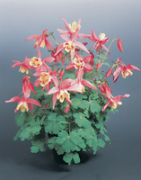 Aquilegia "Rose Ivory" - 9cm Pot  x 3 Plants