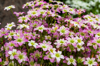 Saxifraga "Pink picotee" - 9cm Pot  x 3 Plants