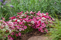 Woolley Moor Nurseries Saxifraga "Sax Appeal Carnival" - 9cm Pot x 3 Plants - Woolley Moor Nurseries