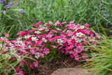 Woolley Moor Nurseries Saxifraga "Sax Appeal Carnival" - 9cm Pot x 3 Plants - Woolley Moor Nurseries