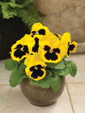 Woolley Moor Nurseries Bedding Pansy "Yellow Blotch" - 6 Pack - Woolley Moor Nurseries