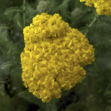 Woolley Moor Nurseries Achillea 'Desert Eve Light Yellow' - 9cm Pot x 3 Plants - Woolley Moor Nurseries