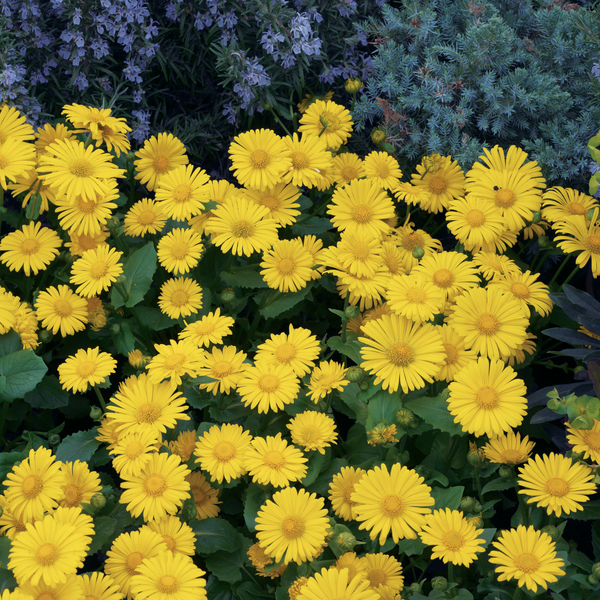 Woolley Moor Nurseries Doronicum 'Leonardo Compact Yellow' - 9cm Pot x 3 Plants - Woolley Moor Nurseries