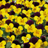 Bedding Viola "Red Wing" - 6 Pack