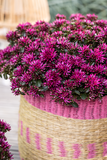 Sedum Spurium "Spot on Deep Rose - 9cm Pot  x 3 Plants