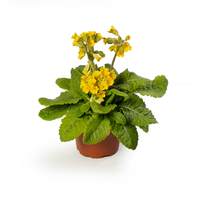 Woolley Moor Nurseries Primua Cabrillo "Dark Yellow" - 9cm Pot x 3 Plants - Woolley Moor Nurseries