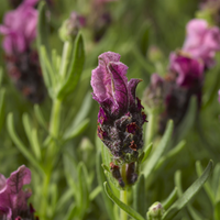 Lavandula stoechas 'Javelin Forte Rose' (French Lavender) - 9cm Pot  x 3 Plants