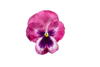 Bedding Pansy "Pink Blotch" - 6 Pack