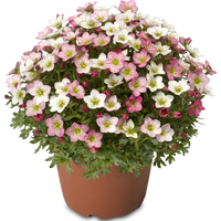 Woolley Moor Nurseries Saxifraga "Magic Salmon" - 9cm Pot x 3 Plants - Woolley Moor Nurseries