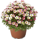 Woolley Moor Nurseries Saxifraga "Magic Salmon" - 9cm Pot x 3 Plants - Woolley Moor Nurseries