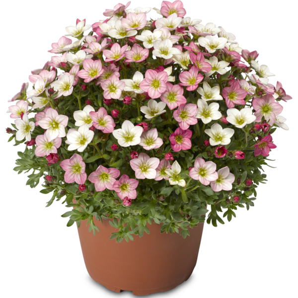 Woolley Moor Nurseries Saxifraga "Magic Salmon" - 9cm Pot x 3 Plants - Woolley Moor Nurseries