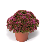 Sedum Spurium "Spot on Pink" - 9cm Pot  x 3 Plants