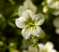 Saxifraga "Touran Lime Green" - 9cm Pot  x 3 Plants