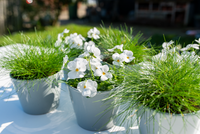 Bedding Viola "White" - 6 Pack