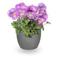 Bedding Viola "Pink Lavender" - 6 Pack