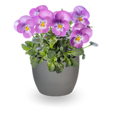 Bedding Viola "Pink Lavender" - 6 Pack