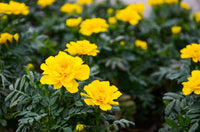 Woolley Moor Nurseries Bedding French Marigold "Yellow" - 6 Pack - Woolley Moor Nurseries